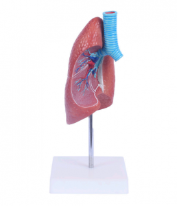 One human lung anatomical model