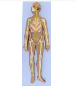 Wëssenschaftlech Mënschlech Anatomie Bildungsmodell, Zentralnerv, Gehir, Spinalkord, Gehir Anatomescht Mënschemodell Nervensystem Cerebral-Medizinesch Training