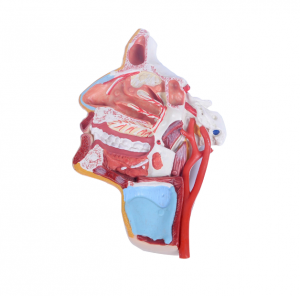 Chitsanzo cha Gawo la Ubongo - Chitsanzo cha Gawo la Ubongo wa Munthu - Medical Anatomical Oral Throat Larynx Model Intracranial Brain Structure Model - ya Medical Educational Training Aid