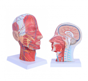 Brain Model Human Half Head Superficial Neurovascular Model with Musculature, Life Size Anatomical Head Model Skull and Brain for Medical Teaching Learning