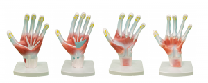 Anatomical model of the human palm