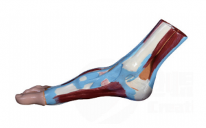 Oppervlakkige laag van het natuurlijke anatomische model van de voet