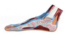 Dabiskās lielās pēdas sagitālais anatomiskais modelis