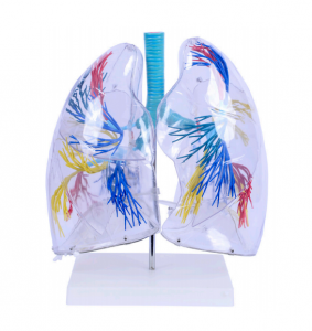 Model segmen paru-paru yang jelas