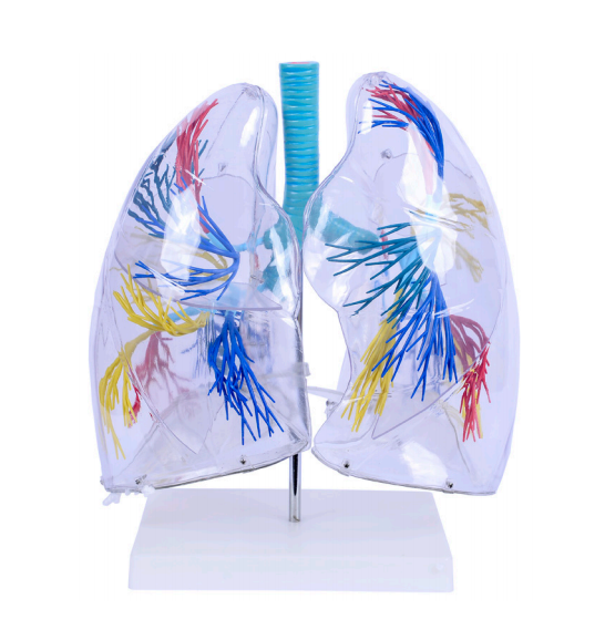 Clear lung segment model