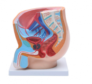 Male sagittal anatomical model (chidutswa chimodzi)