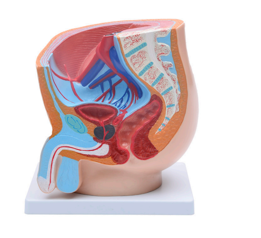 Male sagittal anatomical model (1 piece)