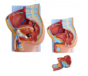 Male sagittal anatomical models (2 pieces)