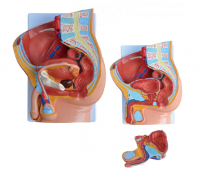 Txiv neej sagittal anatomical qauv (2 daim)