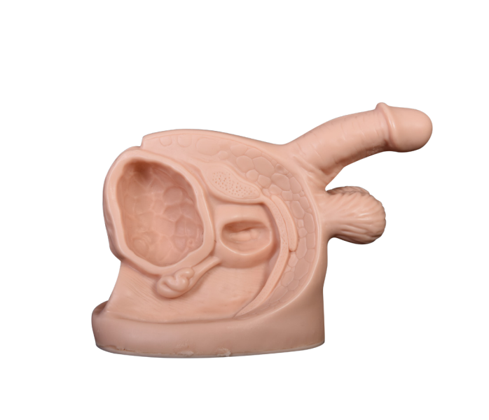 Model of advanced male internal and external genitalia