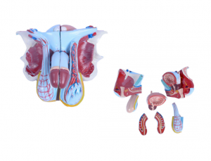 Вдосконалена модель чоловічих статевих органів (5 штук)