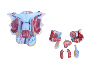 Napredni model muških genitalija (5 komada)