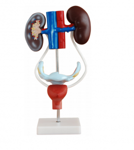 Anatomical model of female genitourinary system