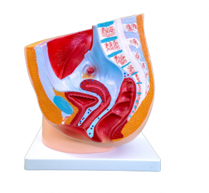 Female sagittal anatomical model (1 piece)