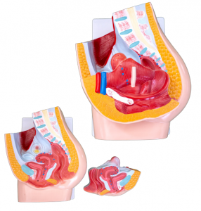 Medicinsk undervisning, kvindelig menneskelig sagittal anatomisk model (2 stk.)