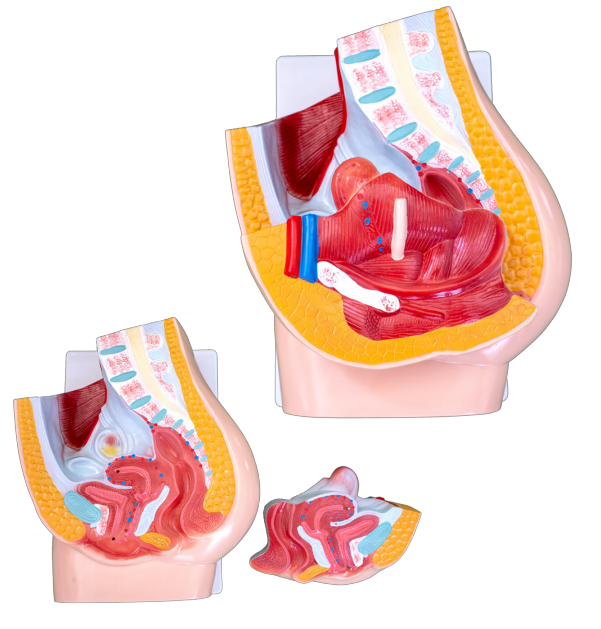 Medical teaching, Female human sagittal anatomical model (2 pieces)