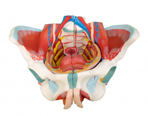 Life Size Human Female Pelvis Model with Pelvic Floor Muscles, Vessels Nerves & Reproductive, 4 Parts Removable Organs, for the teaching of physiology and hygiene in the teaching of anatomy sc...
