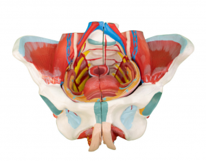 Lewensgrootte menslike vroulike bekkenmodel met bekkenbodemspiere, senuwees en voortplantingsvate, 4 dele verwyderbare organe, vir die onderrig van fisiologie en higiëne in die onderrig van anatomie...