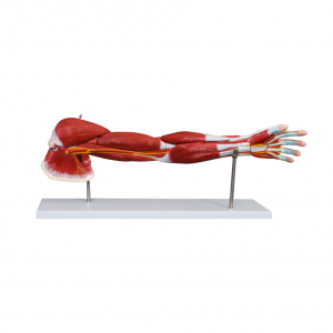 life size arm model anatomy model scientific arm anatomical muscle 7 parts numbered shows muscles of the shoulder arm and hand
