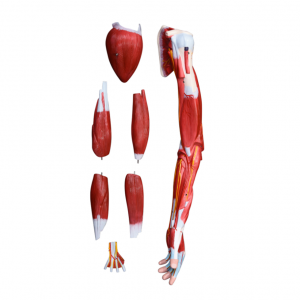 model paže v životnej veľkosti model anatómie vedecký model paže anatomický sval 7 očíslovaných častí zobrazuje svaly ramena paže a ruky