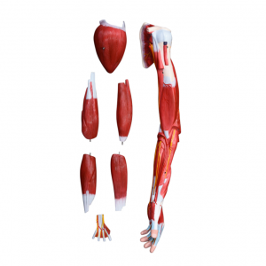 life size arm model anatomy model scientific arm anatomical muscle 7 parts numbered shows muscles of the shoulder arm and hand