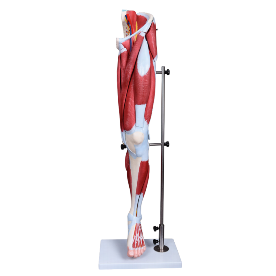 High Quality Medical Science Human anatomy Lower limb muscle anatomical model Detachable qis limb nqaij anatomical qauv