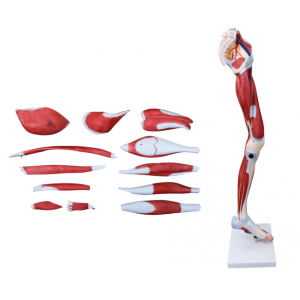 High Quality Medical Science Human anatomy Lower limb muscle anatomical model Detachable lower limb muscle anatomical model