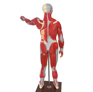 Életnagyságú emberi izom anatómiai modell szervekkel, kivehető egész test izmos modell 27 alkatrész az orvostudomány oktatásához