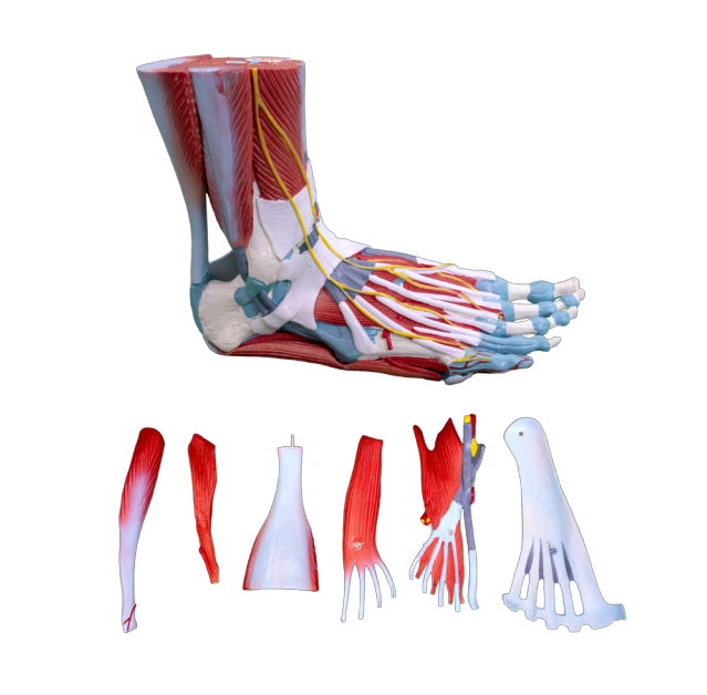 medical science learning supplies natural size foot anatomical model with Muscles Ligaments Nerves and Blood Vessels
