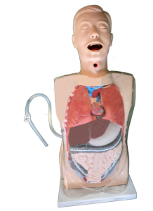 Advance Transparent Gastric Lavage Simulator Nursing Manikin Transparent Gastric Lavage Simulator Rau Kev Kho Mob Science Qhia