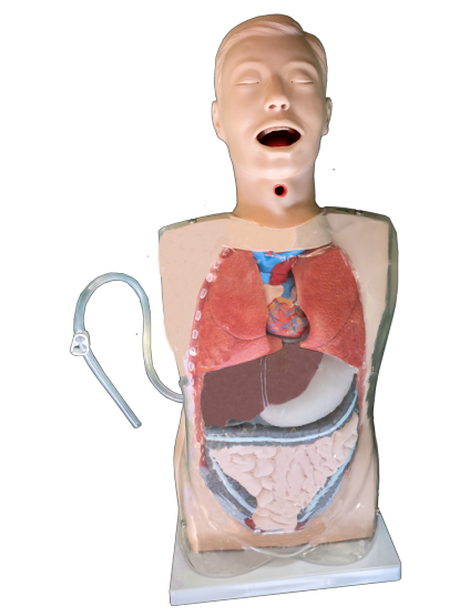 Advance Transparent Gastric Lavage Simulator Nursing Manikin Transparent Gastric Lavage Simulator For Medical Science Teaching
