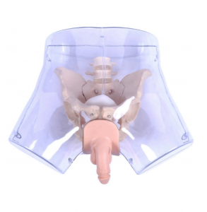 Medical science advanced transparent male catheterization model intubation simulation human medical human model teaching