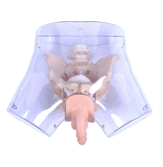 Medical science advanced transparent male catheterization model intubation simulation human medical human model teaching