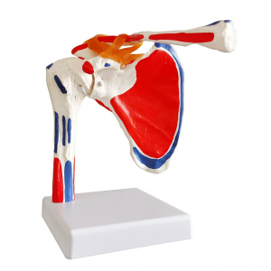 Evotech Shoulder Joint Model W/Muscle Insertions & Origins Painted, Medical Anatomy Skeleton Natural Cast For Accurate Representation, Life Size for Doctors Educational Tool, Medical Teaching ...