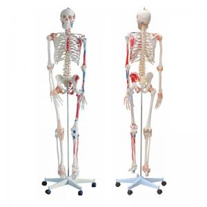 Human bone with muscle coloring and ligament model 180CM