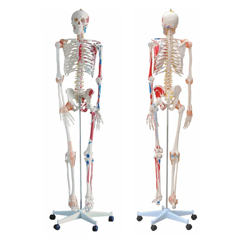 Human bone with muscle coloring and ligament model 180CM