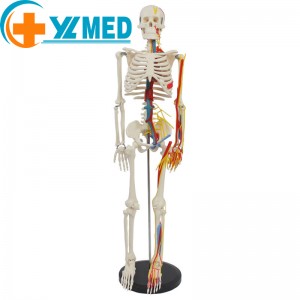 Medical Science 85CM Os ósos de anatomía humana con nervios e vasos sanguíneos pódense usar na práctica médica
