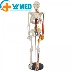 Medical Science 85CM Human anatomy bones with nerves and blood vessels can be used in medical practice