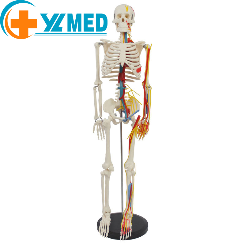 Medical Science 85CM Human anatomy bones with nerves and blood vessels can be used in medical practice