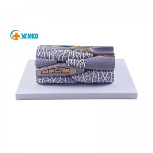 Human Anatomy Human Smooth Muscle Model Medical Teaching Tools Toys Educational Training Auxiliary Anatomy Biology