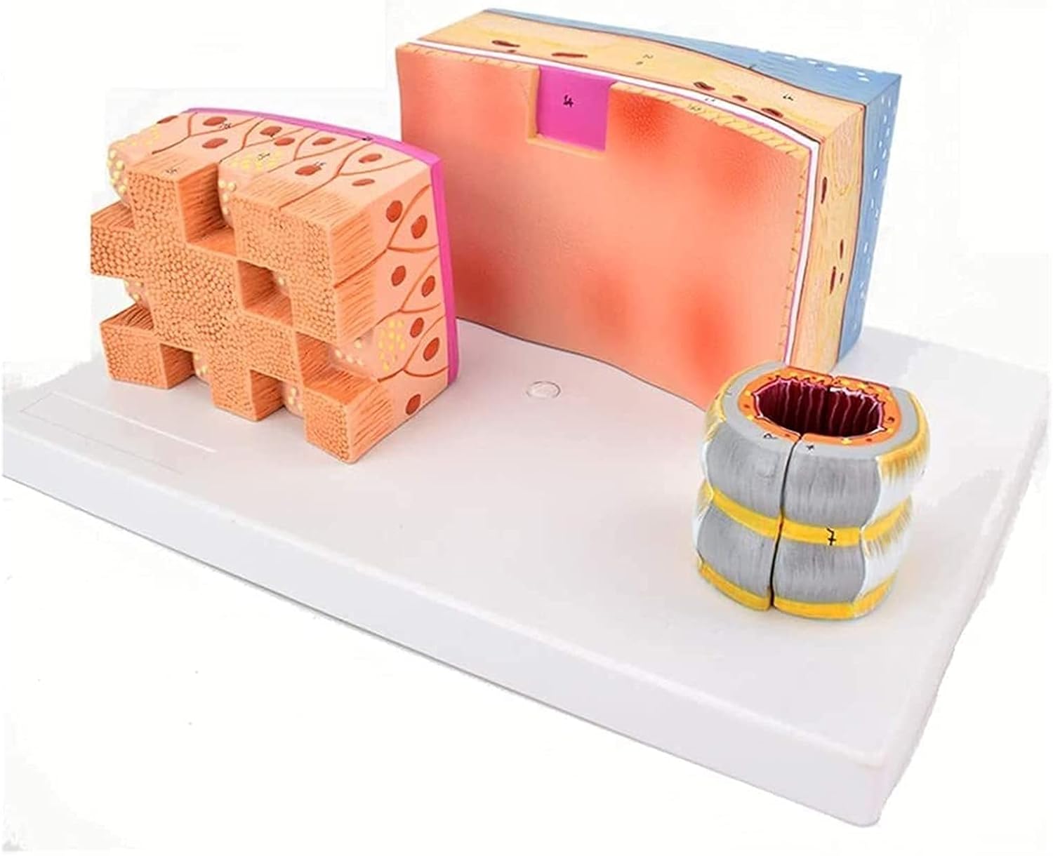 Laryngeal Tracheal Bronchial Anatomy Model-Human Trachea and Larynx Organ Structure for Medical Research & Teaching