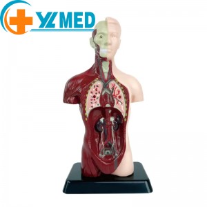 医学新しい子供の知育玩具人体モデル解剖学的モデル人体臓器モデル