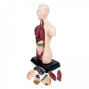 Medicīnas zinātnes jauna bērnu izglītojoša rotaļlieta cilvēka modelis Anatomiskais modelis cilvēka orgānu modelis
