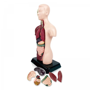 Medical science new children’s educational toy human model Anatomical model human organ model