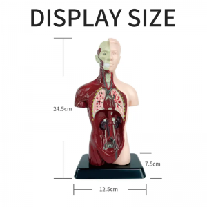 Medicinsk videnskab nyt børns pædagogisk legetøj menneskelig model Anatomisk model menneskelig organmodel