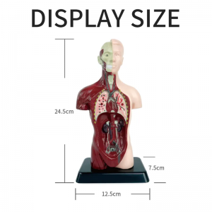 Syans medikal nouvo timoun edikatif jwèt modèl imen Anatomik modèl ògàn imen