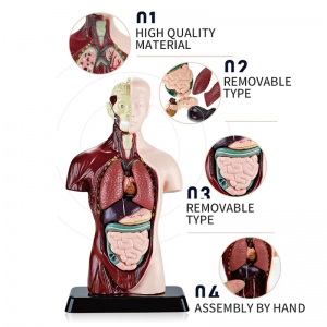 Медицина илими жаңы балдардын билим берүүчү оюнчук адам модели Анатомиялык модель адам органынын модели