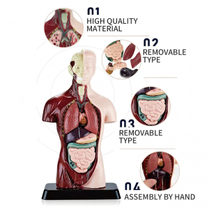 Syans medikal nouvo timoun edikatif jwèt modèl imen Anatomik modèl ògàn imen