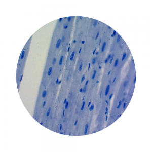 20pcs human oral histology slides, university standard, human histology slides wholesale supplier
