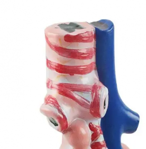 Human Anatomy PVC Anatomical Model Organ Teaching Resource for Alveolar Enlargement Colorful for Hospital School Medical Science